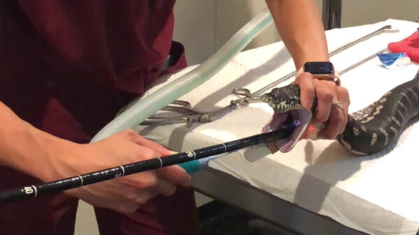 Monty de slang wordt verlost van een enorme badhanddoek die hij op had gevreten