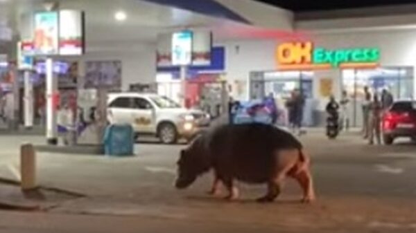 Ook nijlpaarden moeten af en toe eens bijtanken