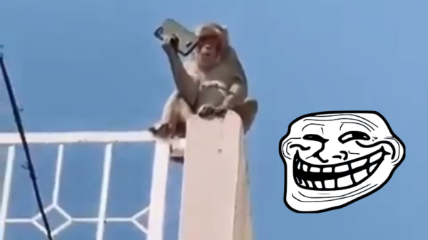 Brutale aap jat telefoon, chanteert eigenaar en wil zijn 'losgeld'