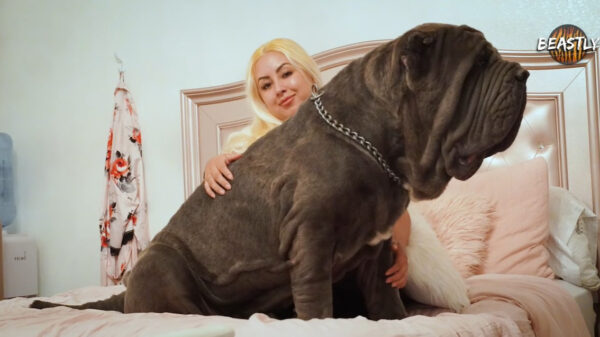 Gezinnetje is gespecialiseerd in het fokken van reusachtige Napolitaanse Mastiffs