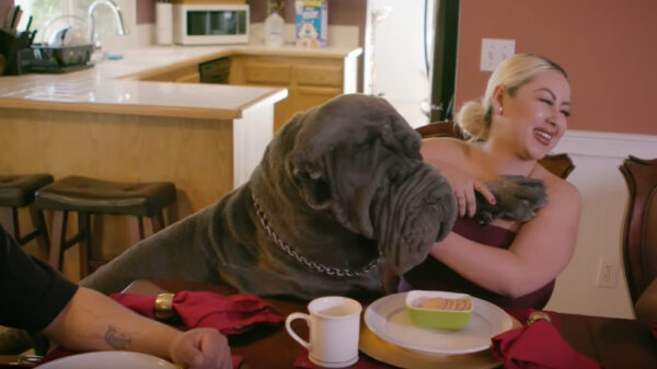 Gezinnetje is gespecialiseerd in het fokken van reusachtige Napolitaanse Mastiffs