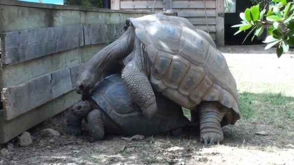Verliefd stelletje leeft zich helemaal uit in mijn achtertuin