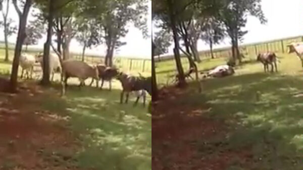 Koe legt het af tijdens kopstoot-deathmatch met onverwachte tegenstander