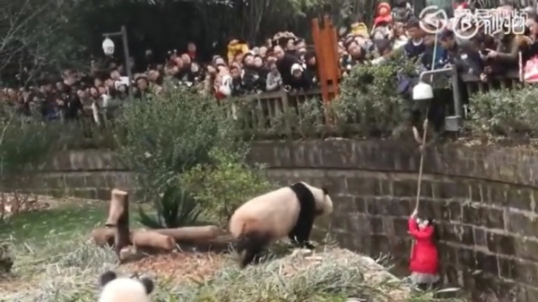 Chinees meisje valt in pandaverblijf maar wordt gelukkig gered door beveiliger
