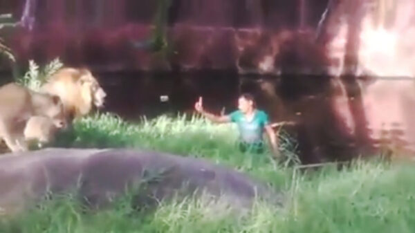 Bezopen Indiër besluit verhaal te halen bij de luidruchtige leeuwen