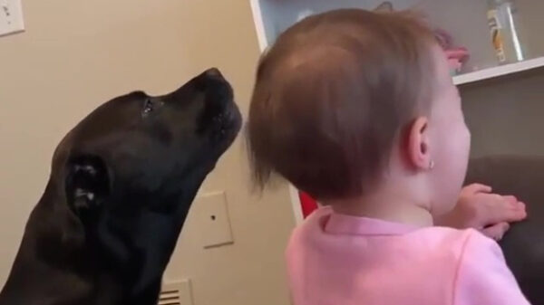 Het grote nadeel als je hond en je peuter homies for life zijn