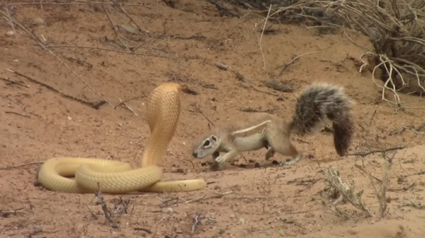 Moedereekhoorn vecht met Kaapse cobra om haar baby's te beschermen