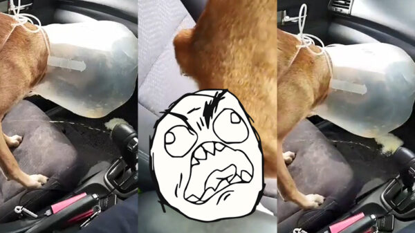 ROFL: als je je dronken mattie weer eens naar huis moet rijden