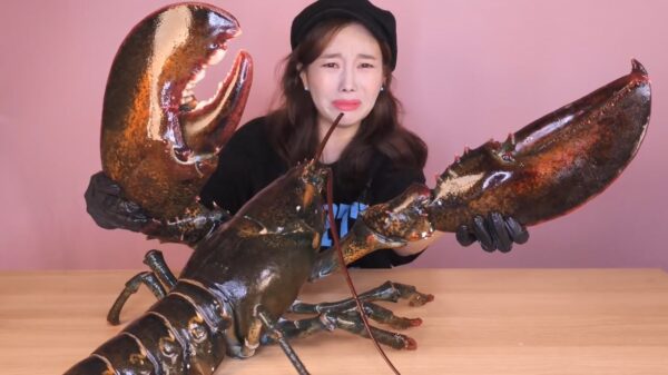 Vandaag staat er een reusachtige kreeft van maar liefst 6,5 kg op het menu