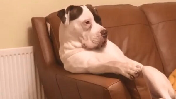 Laat mij verdomme gewoon tv kijken!