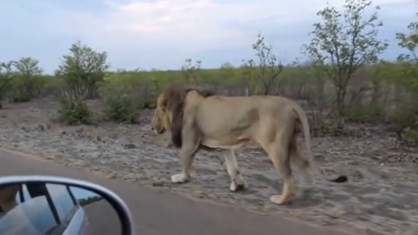 Leeuw vertelt groep toeristen dat ze hun autoraam beter omhoog kunnen houden tijdens een safari