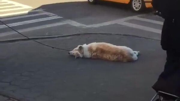 Als Fikkie gewoonweg geen zin heeft om te wandelen