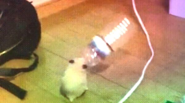 Party hamster zorgt voor HET filmpje van het jaar