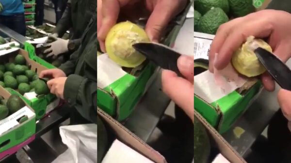 Dit zijn gegarandeerd de allerduurste avocado's die je ooit tegen zult komen