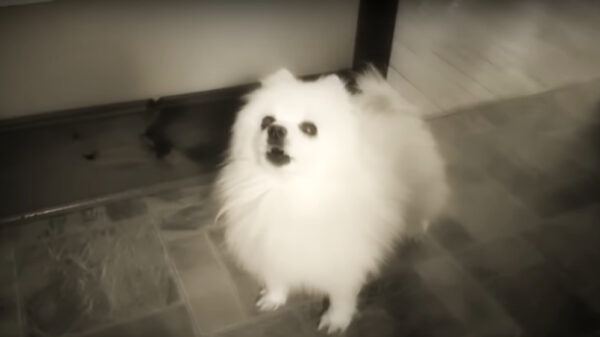 The Sound of Silence, maar dan door een hele lading dieren