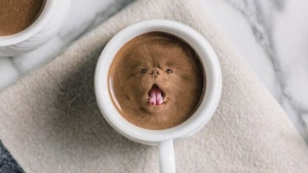 Een hond in je eten is niet zo onsmakelijk als het klinkt