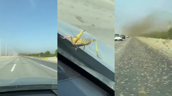 Autobestuurders op de snelweg geterroriseerd door bizarre sprinkhaanplaag