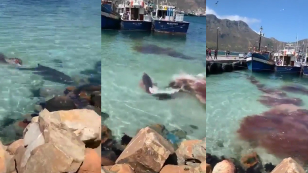 Bizarre aanval van zeehond op dwergpotvis op camera vastgelegd