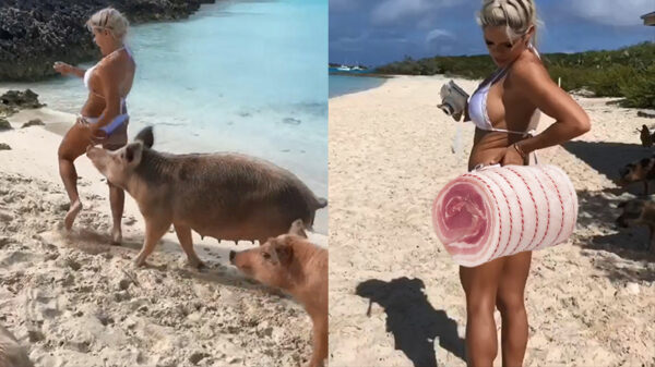 Hitsig varken bijt in sappige rollade van blonde bikinichick