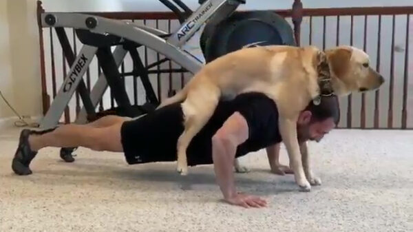 Je trouwe viervoeter blijkt prima dienst te kunnen doen als trainingspartner