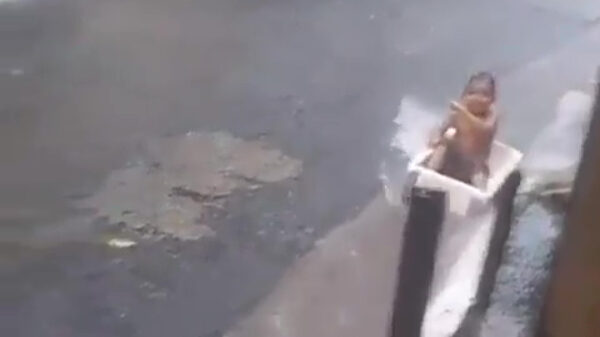 Braziliaanse koters hebben dikke pret na een regenbui