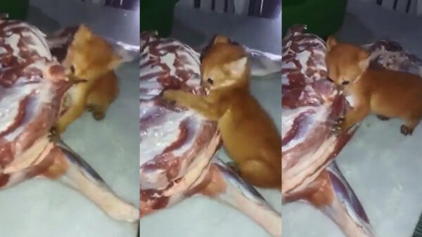 Schattige kitten is ineens een stuk minder lief als je in de buurt van zijn tussendoortje komt