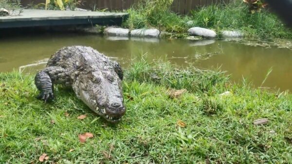 Alles is een huisdier: ook een krokodil kan je prima opvoeden