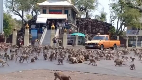 Een miljoenmiljard apen maken de straten van Thailand onveilig
