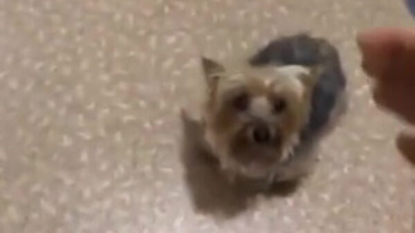 Toiletpapiergekte treft nu ook onze huisdieren