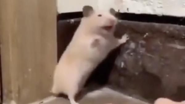 Laat hamsters nooit schrikken!
