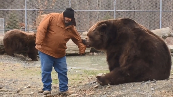 Knuffelbeer wil niet dat zijn verzorger weggaat en trekt hem even lekker terug