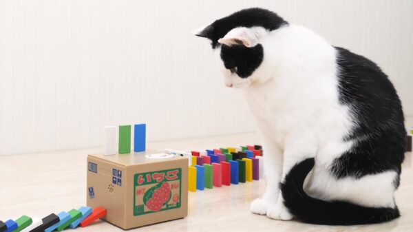 Domino D-Day is blijkbaar ook prima uit te voeren met je katten