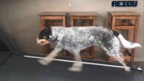 Super Mario-hond weet zich prima te vermaken op de loopband