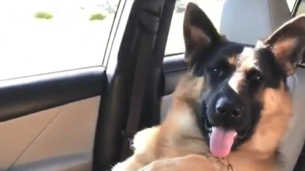 Hond zit supercomfortabel tijdens een ontspannen roadtripje met zijn baasje