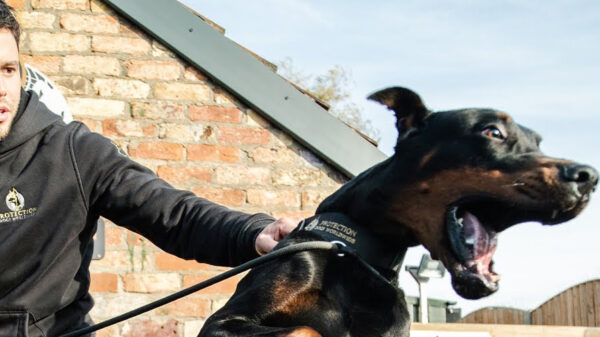 Inbrekers opgepast: dit zijn 's werelds best getrainde waakhonden