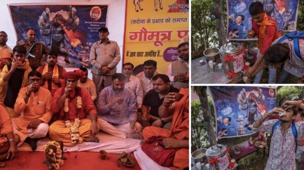 Honderden Indiërs drinken koeienurine om zichzelf tegen het coronavirus te beschermen