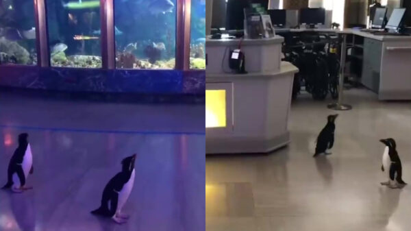 Pinguïns mogen vrij rondwandelen in door corona gesloten aquarium in Chicago