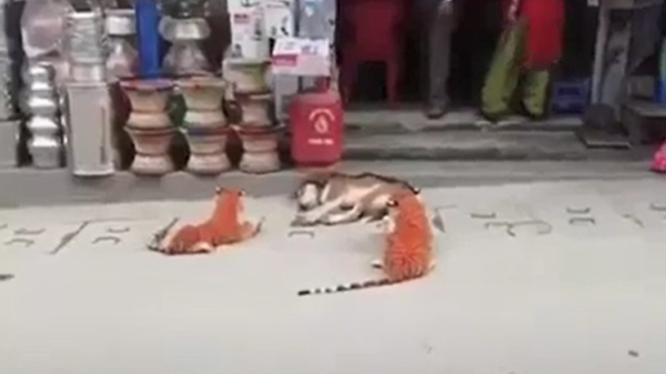 Slapende hond wordt keihard getrolled bij de plaatselijke buurtsuper