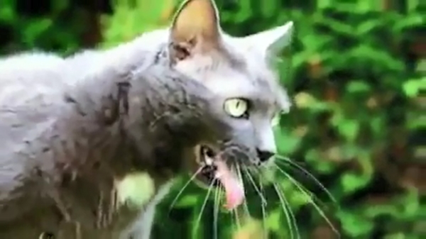 De WTF-video van de dag: katten die kotsen op techno