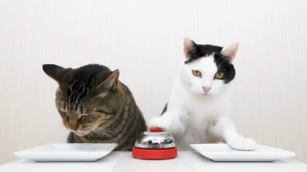 Katten die bellen voor een brokje is dé remedie die je tegen de verveling zocht