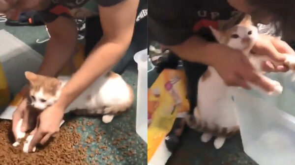 Baasje is er helemaal klaar mee en laat de kat zijn eigen troep opruimen