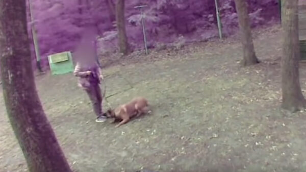 Alberto Stegeman legt schokkende dierenmishandeling tijdens politiehondentrainingen KNPV vast