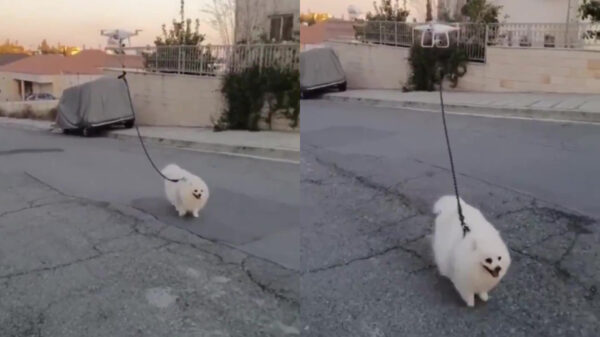 Met drones kun je in quarantaine ook nog veilig je hond uitlaten