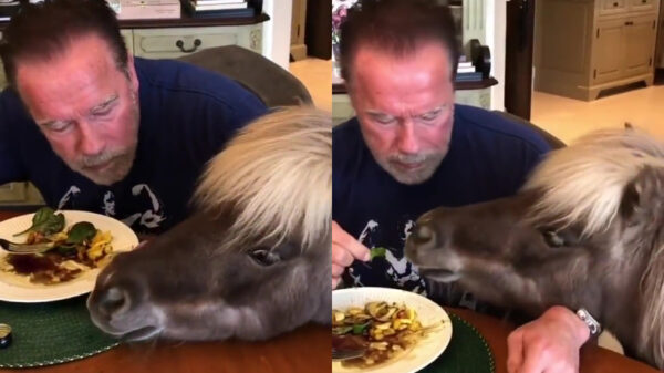 Tijd voor een diner met Arnie en zijn harige vriendjes