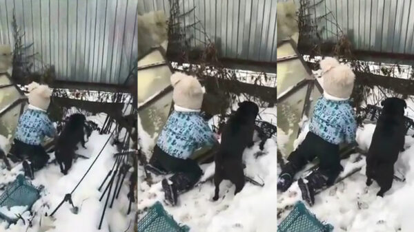 Niets zo vervelend als de constant blaffende koter van de buurman