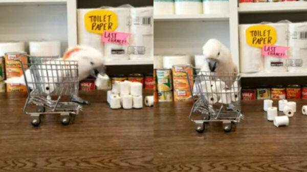 Ook in het dierenrijk is toiletpapier hamsteren retebelangrijk