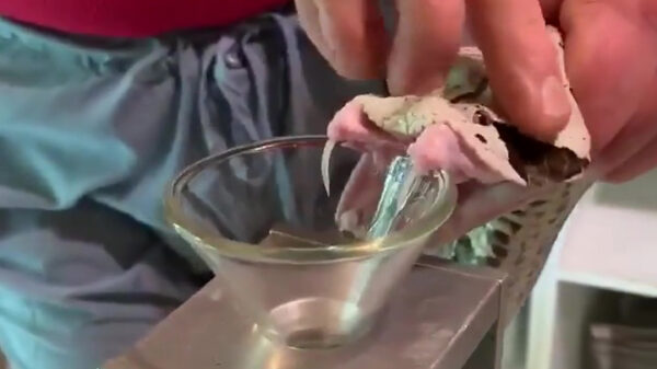 Slangenmelker laat met megaslang zien hoe hij te werk gaat