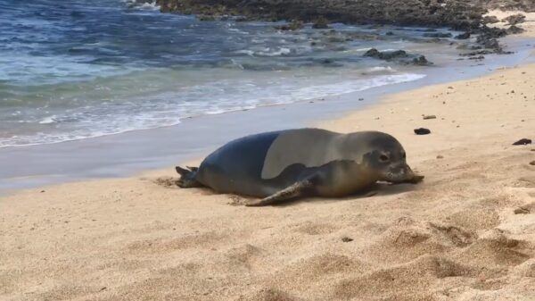 Seabert waggelt het strand op om eens lekker te ontspannen
