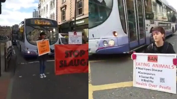 Vegangekkies hebben de oorzaak van COVID-19 gevonden en blokkeren de straat