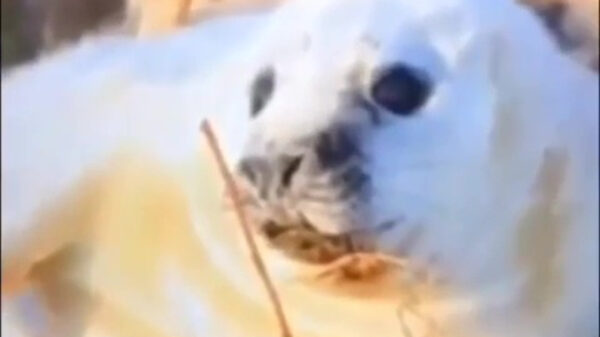 Hey Siri, hoe zeg je zeehond in het Frans?